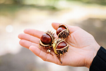Three ripe and shiny brown chestnuts in woman hand