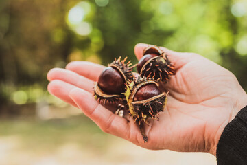 Three ripe and shiny brown chestnuts in woman hand