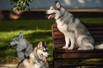 Siberian husky dogs playing outdoors
