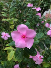 Pink flowers, vinca