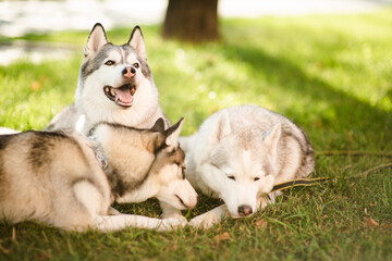Siberian husky dogs playing outdoors