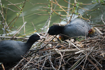A young coot family