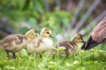 Canada goose chicks