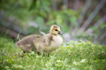 Canada goose chicks