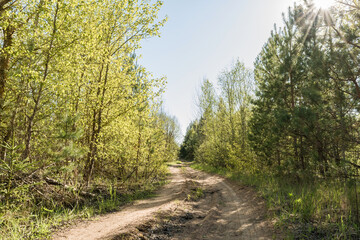 Obraz premium sandy road in the forest, nature abstract background