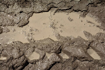 Mud texture or wet gray soil as natural background.