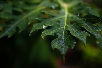 hoja verde con gotas de agua