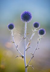 Blue balls flowers of Echinops ritro known as southern globethistle in Ukraine