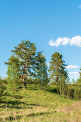 Fototapeta na wymiar Hills and lowlands of European nature. Dense thickets of trees and bushes. Wildlife forest landscape on summer sunny day