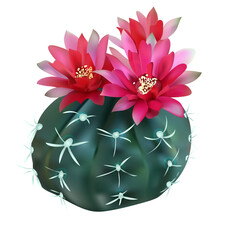 Cactus with flower. Vector illustration cutout on the white background. Single cactus flowers