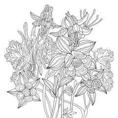 Vector illustration with flowers. Colouring page. Garden print. Monochrome line drawing. Flower, floral painting. Graphic line art 