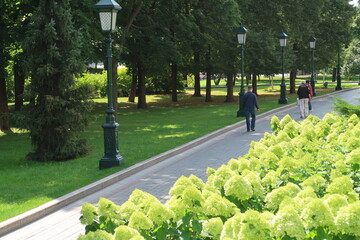 Alley in the Alexander Garden, Kremlin, lanterns, hydrangeas