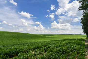 Fototapeta na wymiar Field of sweet sugar beet growing with blue sky background. Selective focus.