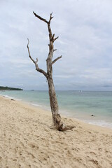 Tree trunk - Playa Blanca in Cartagena, Colombia - Paradise landscape - Deserted beach - Inspirational landscape
