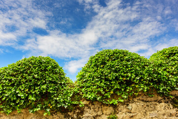 Fototapeta na wymiar Bushes covered with young spring foliage against the sky