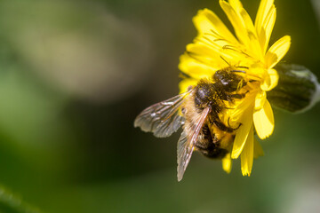 Maltese Honey bee (Apis mellifera ruttneri) 