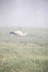 stork bird alone at meadow