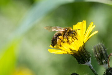 Maltese Honey bee (Apis mellifera ruttneri) 