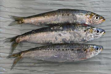 sardines fraiches poisson marin