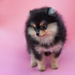 Black pretty pomeranian puppy on the pink background