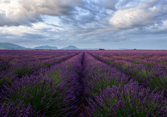 Fototapeta na wymiar lavender field with cloudy sky