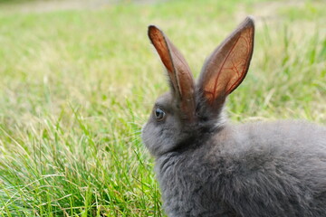Grey Rabbit in a natural environment.