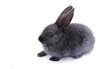 Grey Rabbit in front of white background.