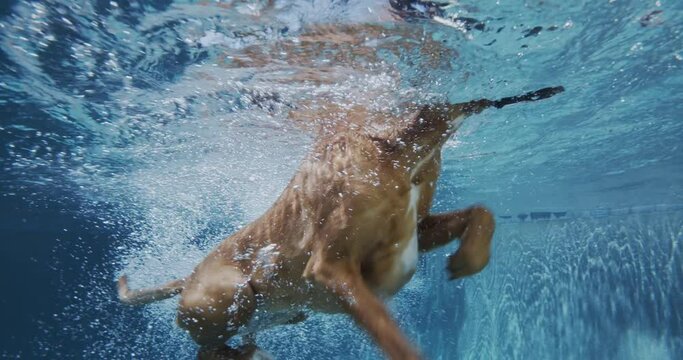 Mixed breed dog swims by underwater.