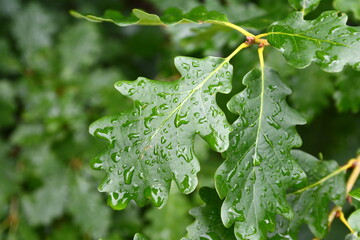 leaves of the oak tree in nature. oak leaves background.