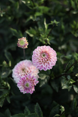 Dahlias in the garden on a large green bush. Delicate pink buds. Growing flowers.