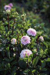 Dahlias in the garden on a large green bush. Delicate pink buds. Growing flowers.