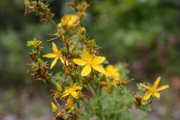 Yellow St. John's Wort flower. Hypericum perforatum, medicinal plant.