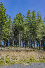 Beautiful highland landscapes in Volcans d'Auvergne regional Natural Park: Forest of Guery. Massif Central, Auvergne-Rhone-Alpes administrative region, France.