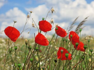 Poppies on a meadow - red poppy flowers, meadow flowers, blue sky, white clouds