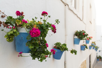 Flowers from the street of a typical Analusian street