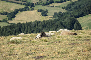 Grazing sheep in beautiful highland Volcans d'Auvergne regional Natural Park. Auvergne-Rhone-Alpes administrative region, France.