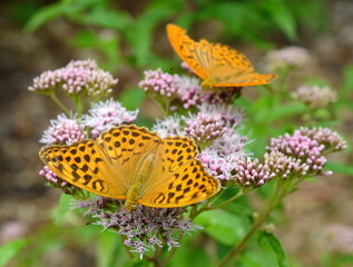 Flowers and butterfly. Green day.