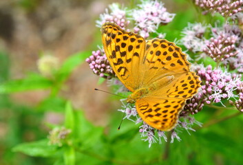 Flowers and butterfly. Green day.