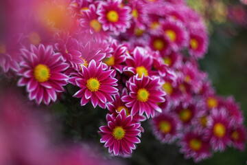 Purple chrysanthemums on a blurry background close-up. Beautiful bright chrysanthemums bloom in autumn in the garden. Chrysanthemum background with a copy of the space.