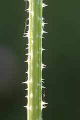 Teasel (Dipsacus fullonum) stem