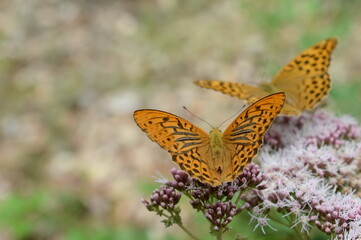 Obraz premium Flowers and butterfly. Green day.