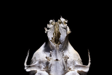 Fototapeta premium Interior view of the cranium of a racoon where it connected to the spinal cord on a solid black background.