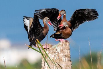 Three Black-bellied Whistling ducks squabbling over how many of them can sit on one small perch. 