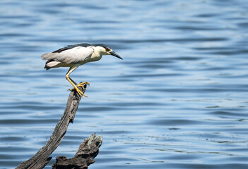 Night heron perched on an exposed branch or a fallen tree in search for food.