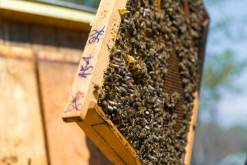 Closeup of a frame with a wax honeycomb of honey with bees on them. Apiary workflow.