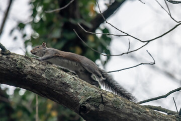 A common gray squirrel running along a high tree branch