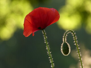 Field poppy (Papaver rhoeas) - common poppy red flower and fluffy bud 