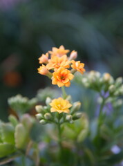 Blossoim of Yellow - orange Kalanchoe, Kalanchoe blossfeldiana
