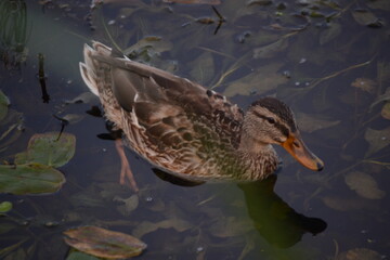 duck in the water