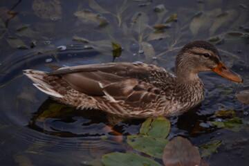 duck in the water